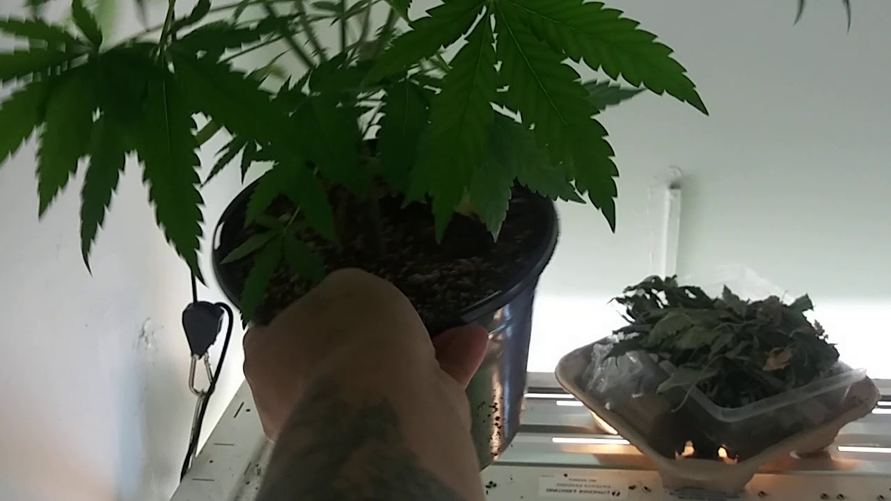 A look in the garden and some tips for growing big fat buds