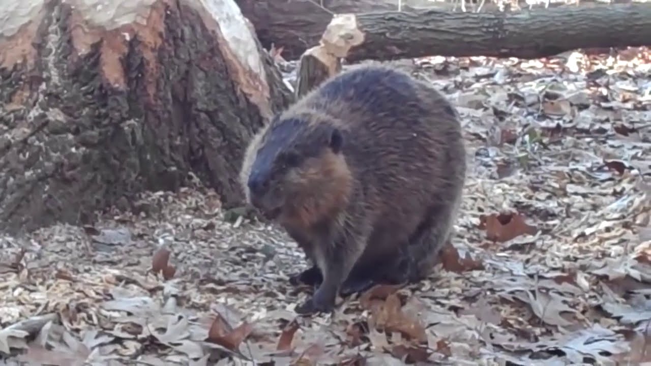 Unintentional ASMR - Beaver chewinag down a tree 🌳  - no talking