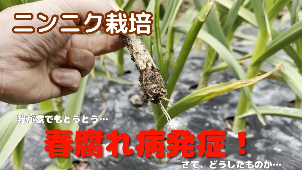 【ニンニク栽培】我が家にも春腐れ病がやってきた！手探りで原因と対策を施していきます…