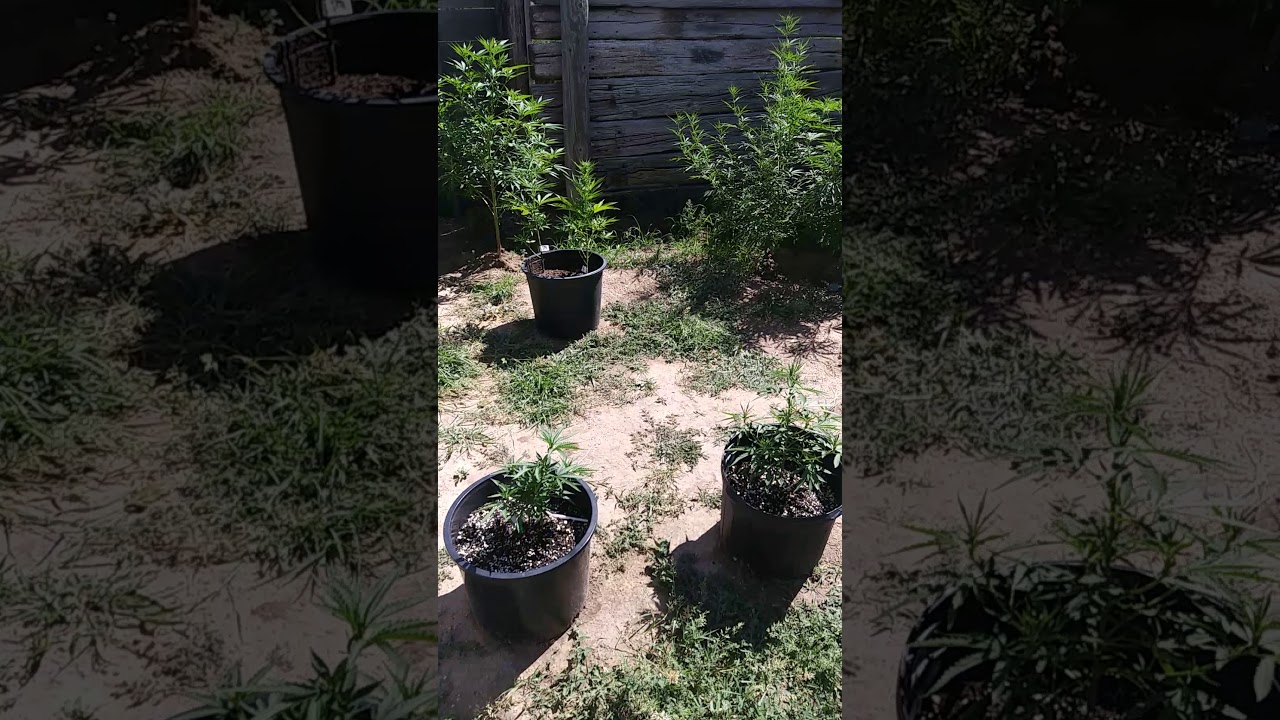 2019 marijuana outdoor grow