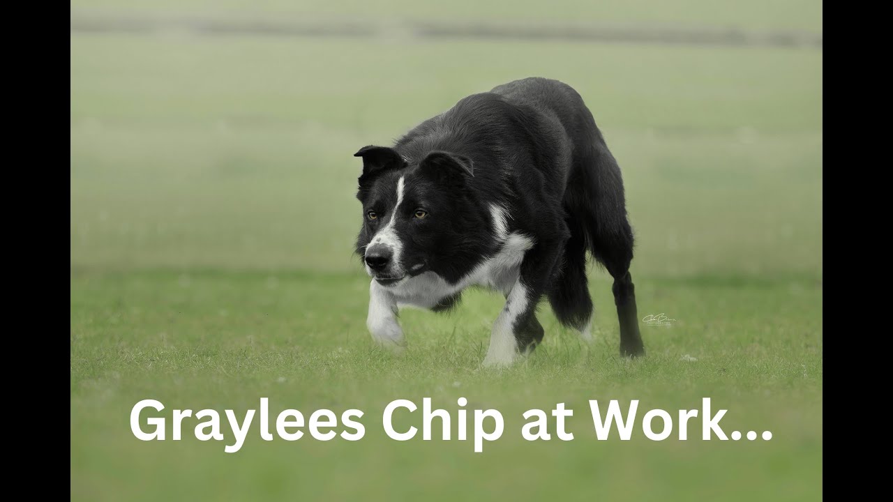 Graylees Chip at work...