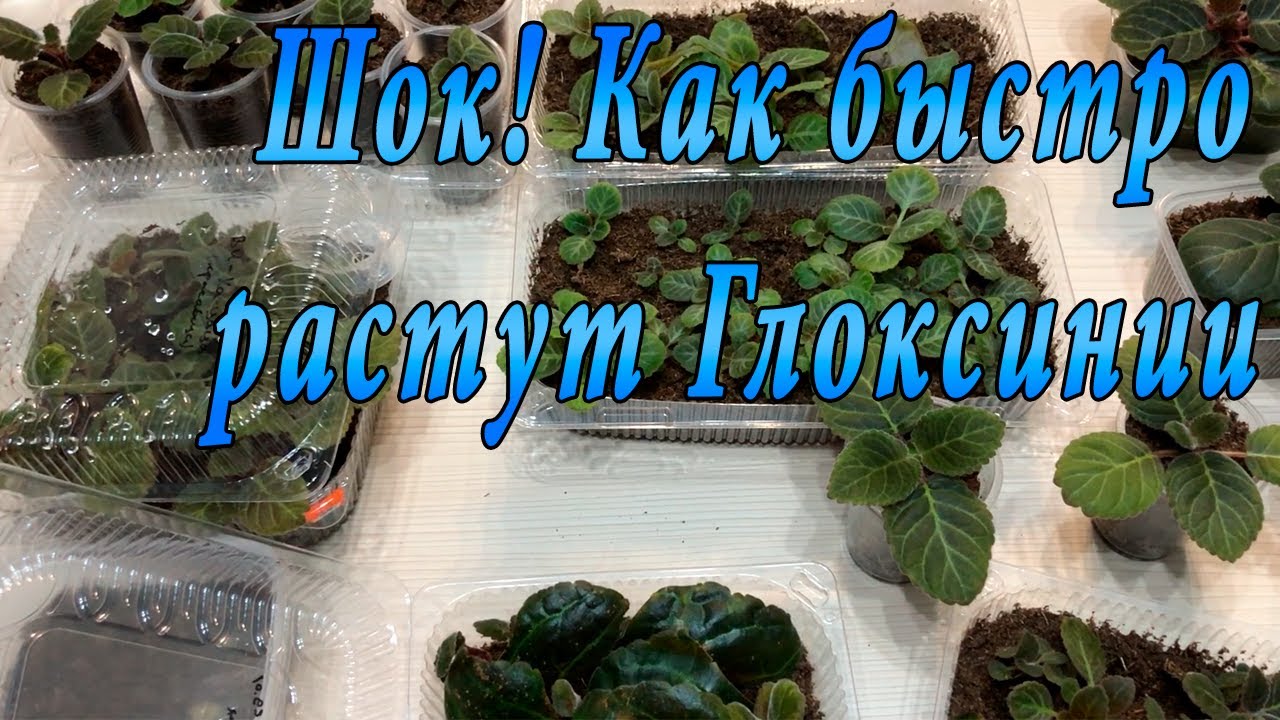 ШОК! Как быстро растут Глоксинии!