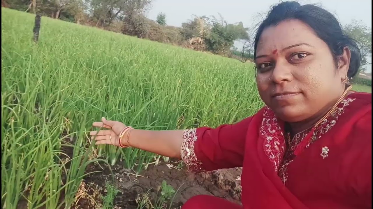 संध्याकाळी शेतात फेरफटका कांदा, हरभरा, गहू आणि बेलाचे झाड | गावाकडचा सुंदर नजारा