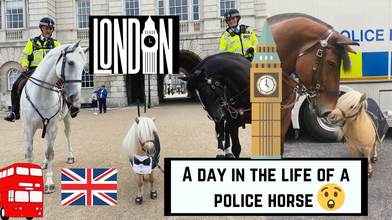 A morning in the life of a police horse: Shetland pony gets a stable tour 😱! | Teddy the Shetland