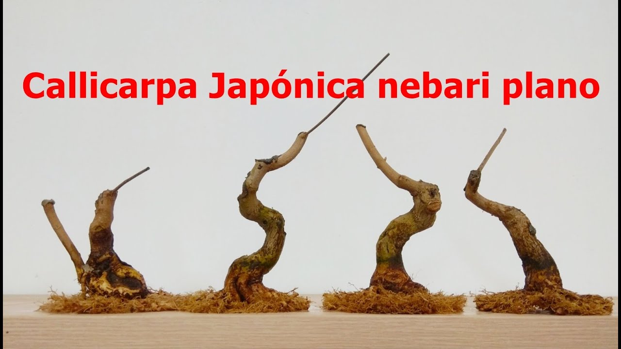 Callicarpa Jap&oacute;nica, nebari plano.