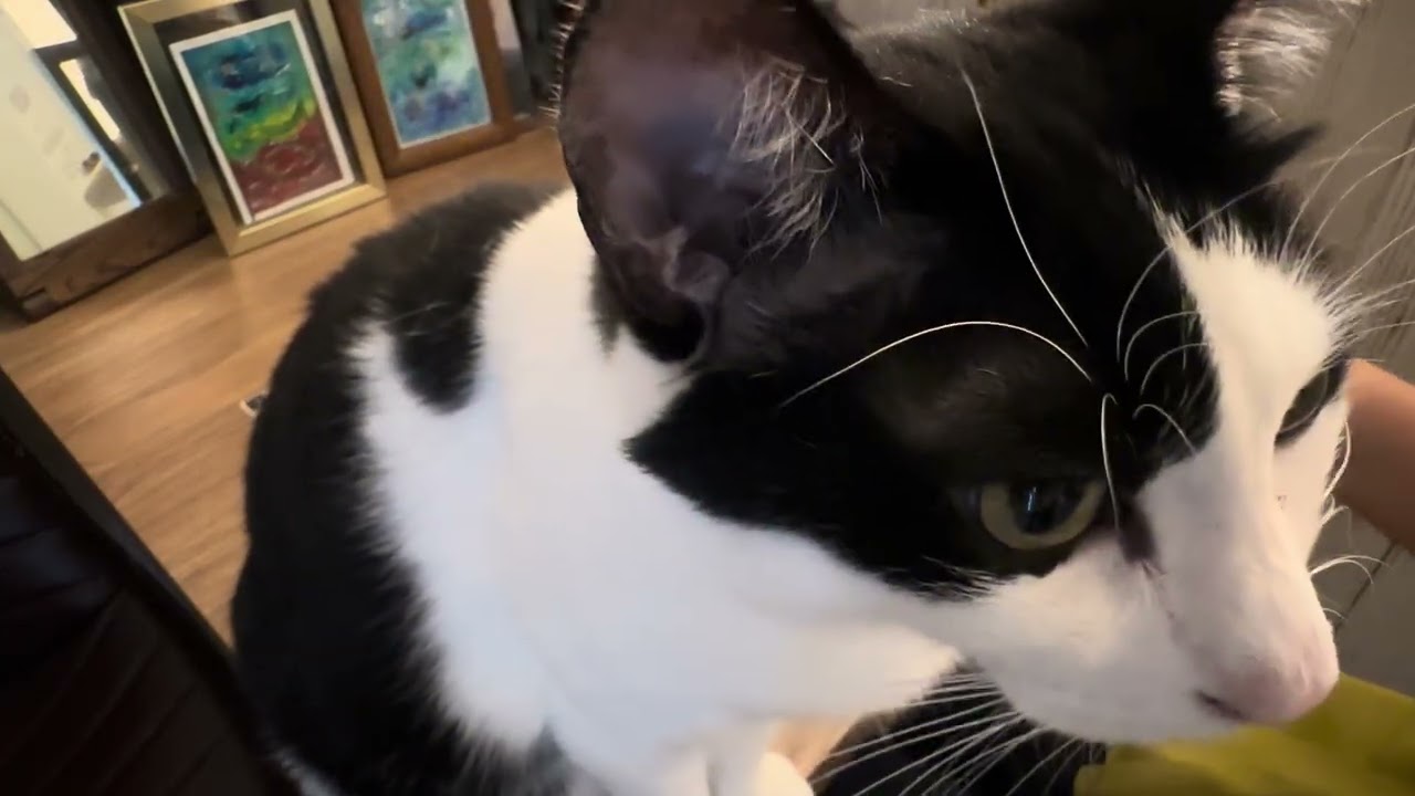 さざなみドラムを叩く動画を撮影しようとしたらハチベエが入ってきて、さざなみドラムが全然見えない💦