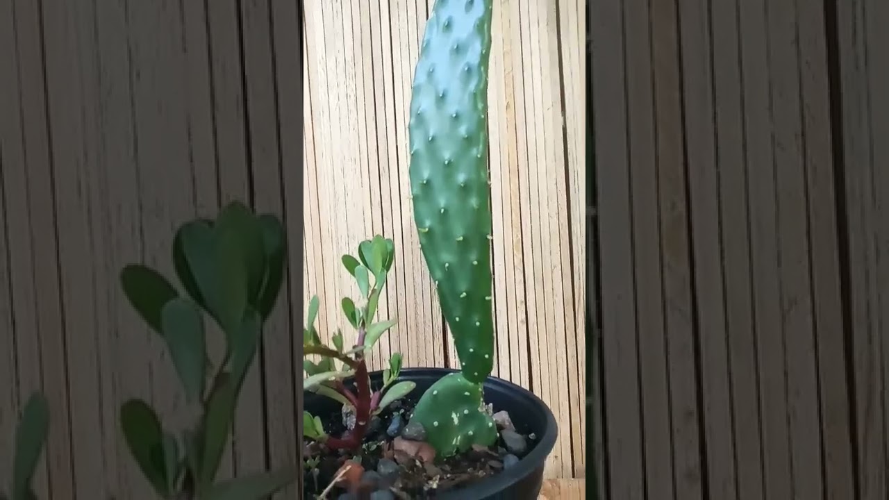 opuntia m&aacute;xima, chumbera