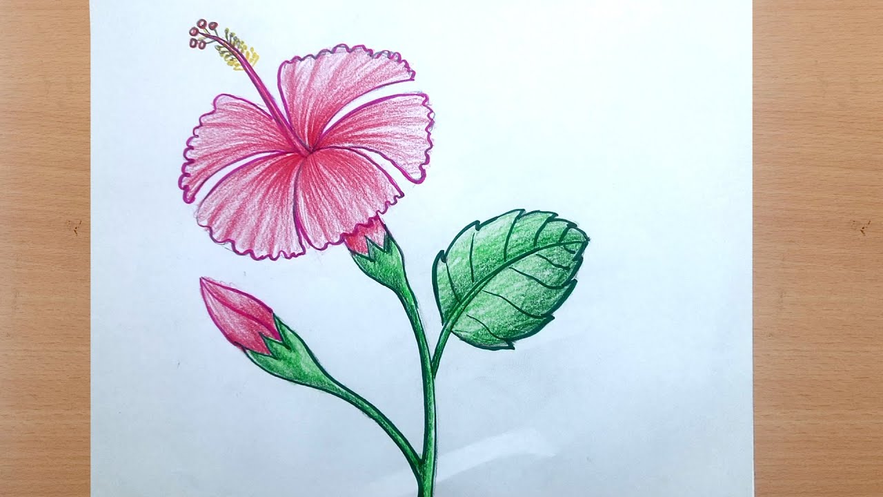 Flowers Drawing Easy How to Draw Hibiscus Flower with Colored Pencils for Beginners Step by Step