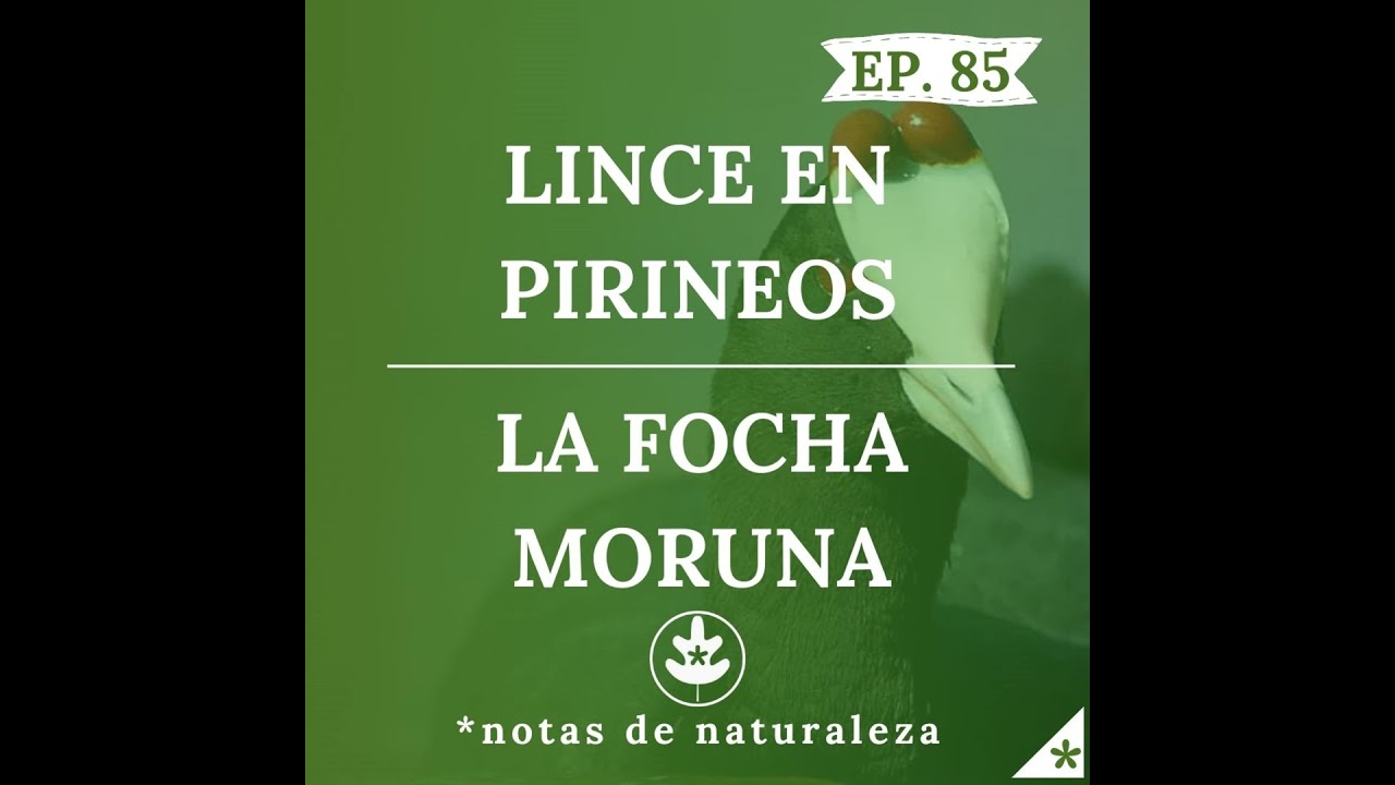 El Lince en Pirineos y La Focha Moruna #85