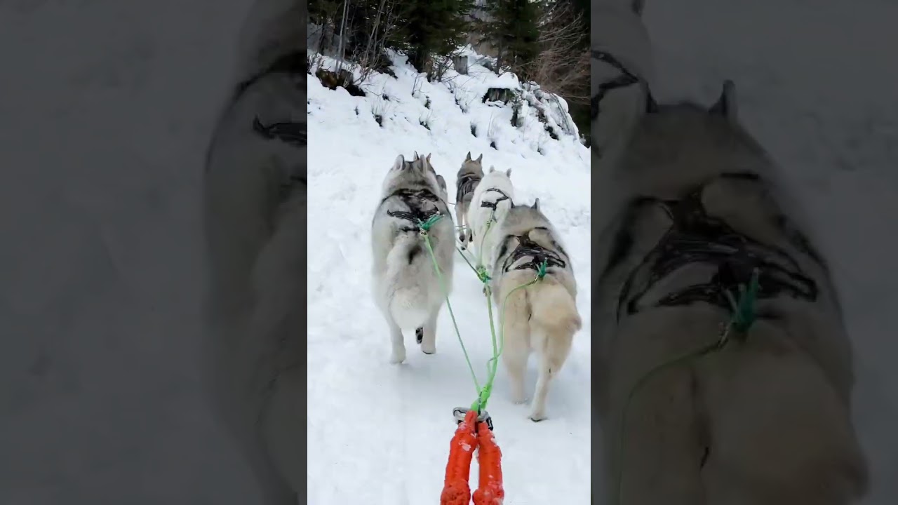 📍MOST EXCITING ACTIVITIES IN SWITZERLAND🐶Husky Dog Sledding in the Alps with @alpeshuskies