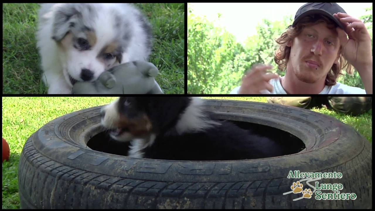 Australian shepherd