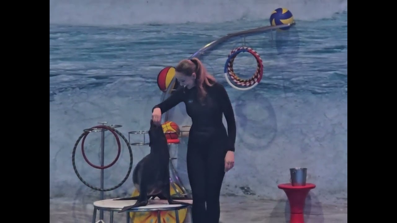 Dolphin show Dubai 2025