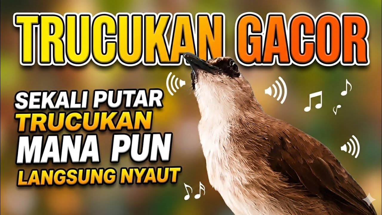 TRUCUKAN GACOR, trucukan ropel panjang jadikan trucukan macet bunyi jadi gacor