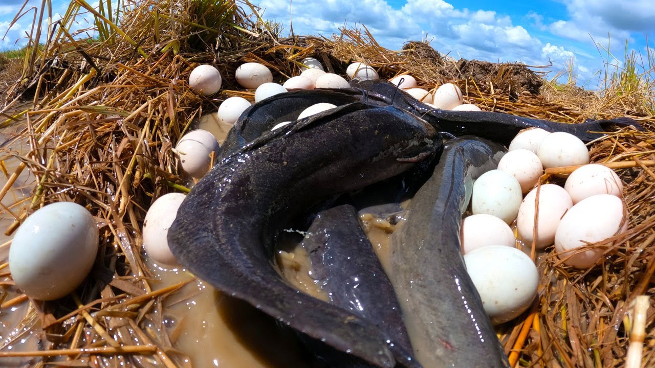top skill fishing, catch a lot of fish & pick eggs under water at rice field by best hand