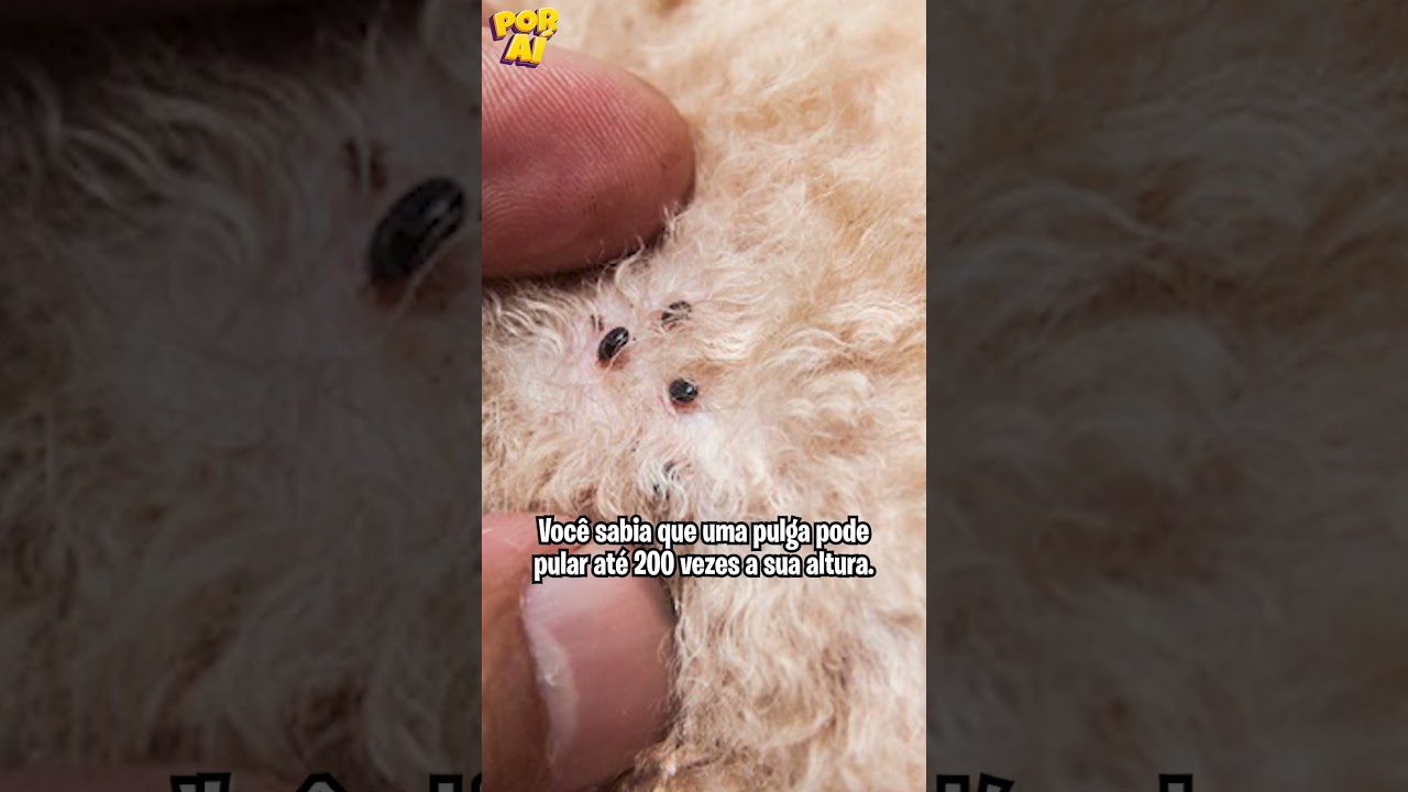 Cuidado com as pulgas 🚨 ⚠️ #curiosidades #shortsvideo #shorts