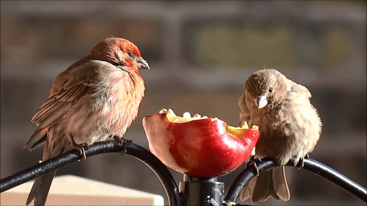 House Finch  (Haemorhous mexicanus) Documentary in 1080p HD