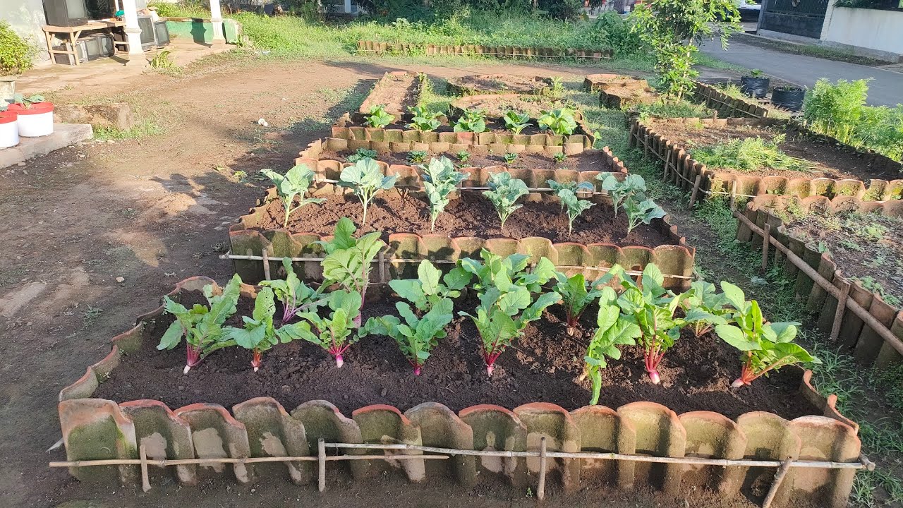 menanam sayuran di kebun kecil di halaman  rumah || growing vegetables in a small garden in the yard