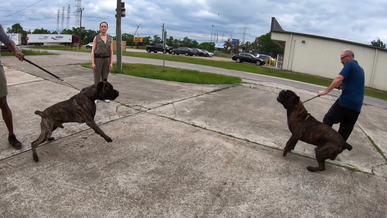 1 Yr Old Cane Corso Has Become Dog And Human Aggressive Despite Family’s Best Effort | Tank