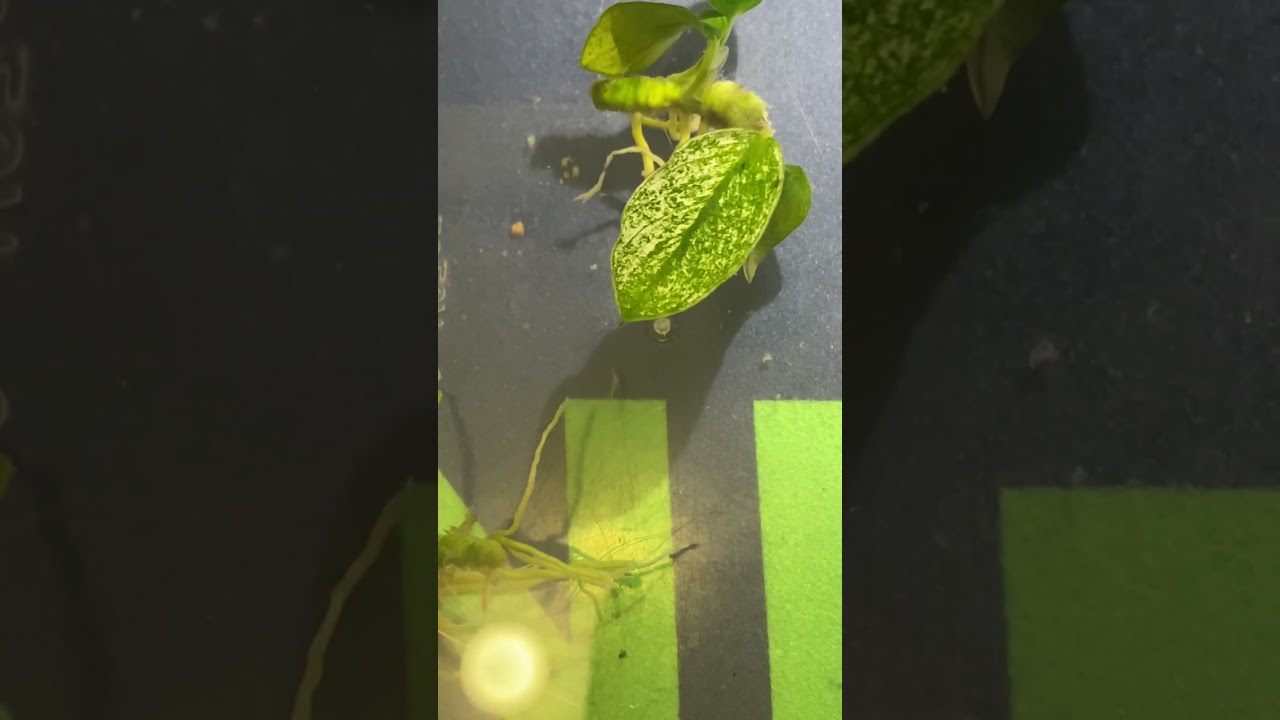 Maladie Anubias problème rhizome pourri Anubias Pinto,Anubias bonsai ,Anubias nana gold
