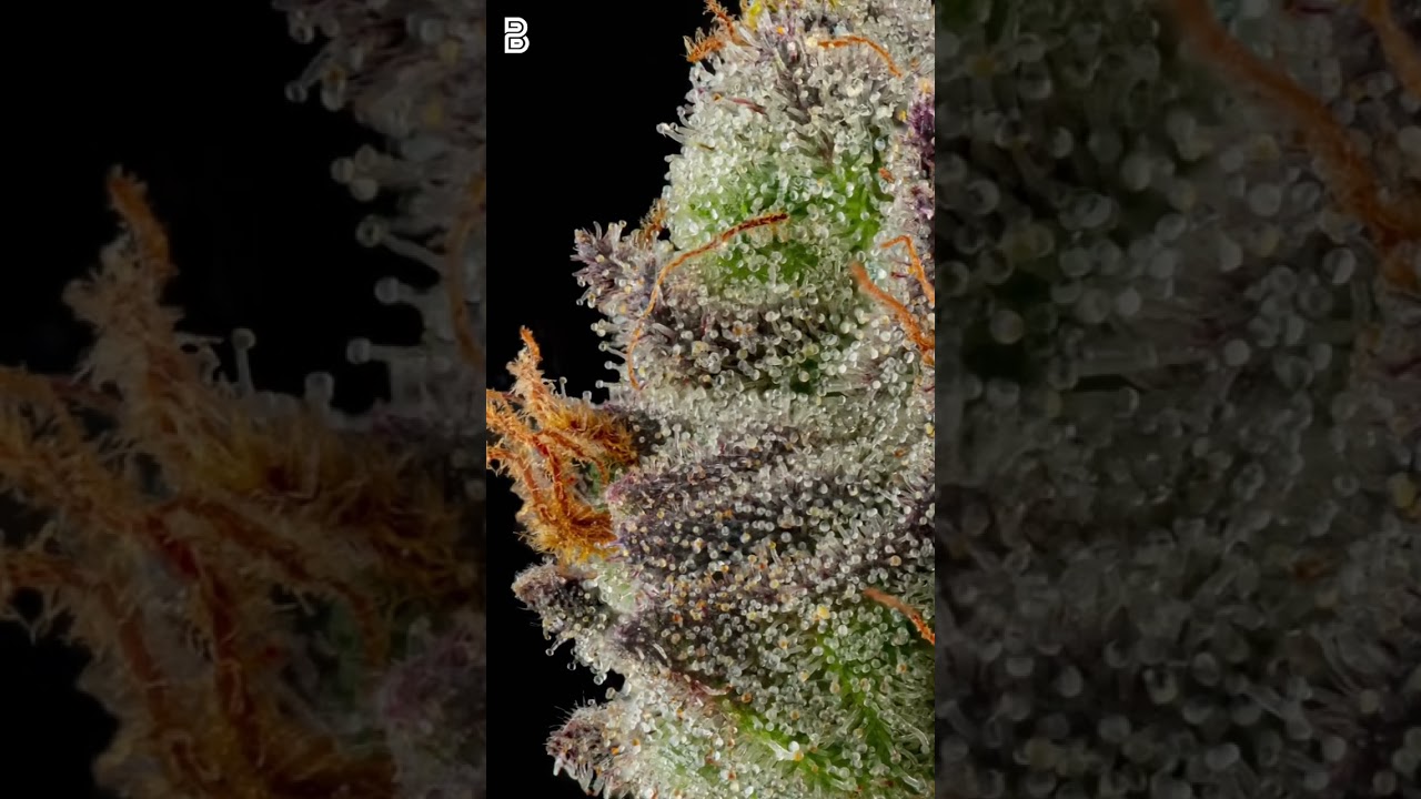 What Does Weed Look Like Up Close?! 😎