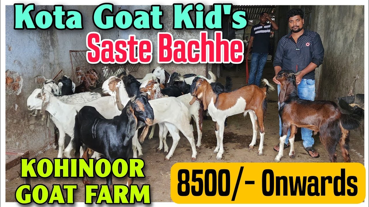 8500/- Onwards Saste Kota Goat Kid's At KOHINOOR GOAT FARM | Palne Wale Bakre |@Rizwankranti