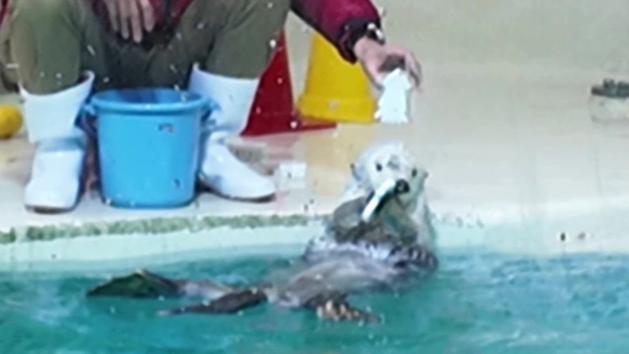 ラッコ メイちゃんの頭上に迫りくるイカのおもちゃ😱✨🦑 #鳥羽水族館 #seaotter #meoTube_Travel