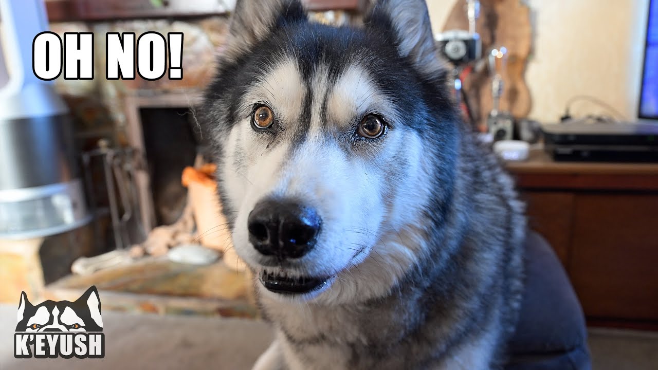 Husky Says ‘OH NO’ when I Give Him The News!