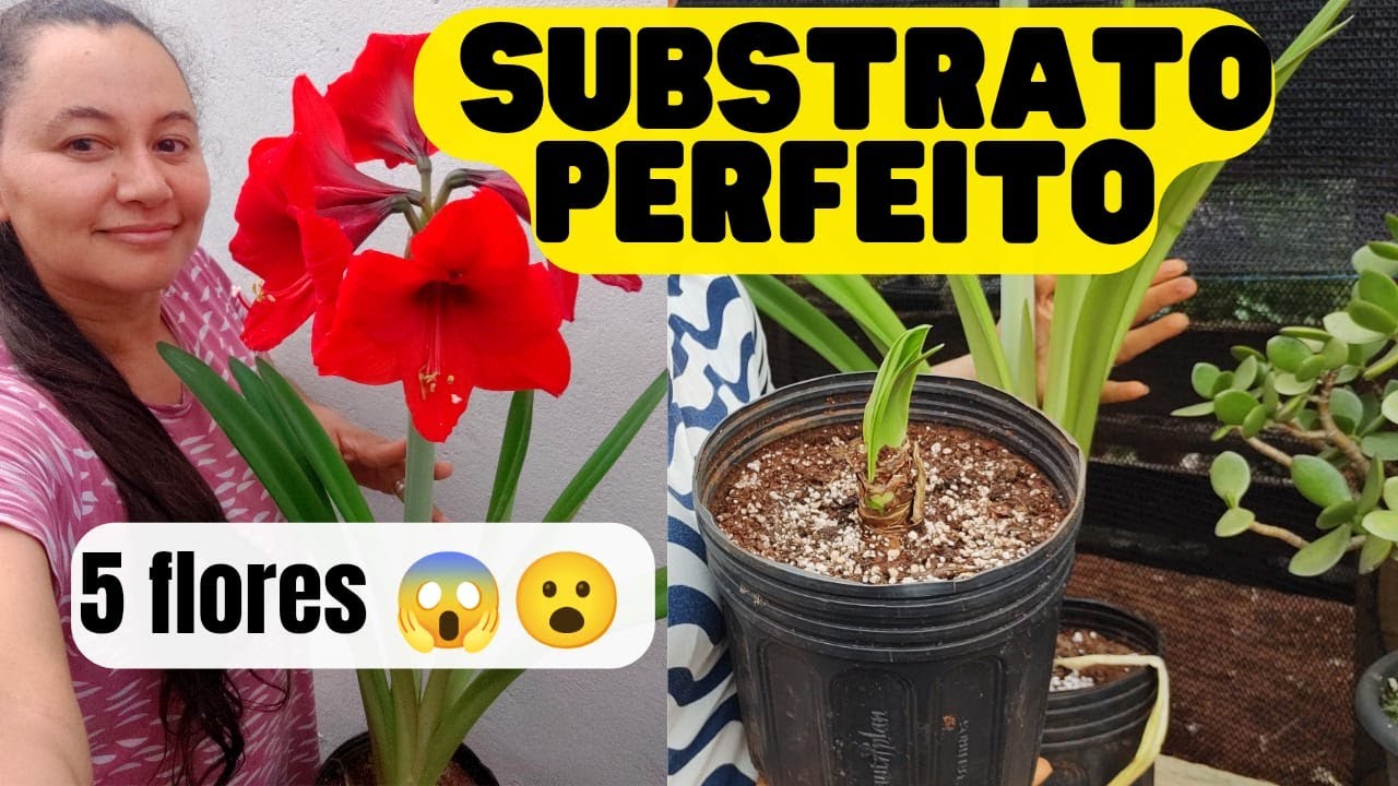 O MELHOR SUBSTRATO PARA AMARÍLIS E SUCULENTAS - PASSO A PASSO