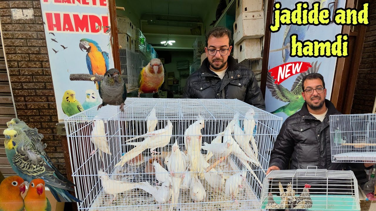 الجديد عند حمدي🔥أجيو نتولعو ونتعرفو على أتمنة مختلف أنواع الطيور عشاق الفيشر الهوغو كالوبسين موندران
