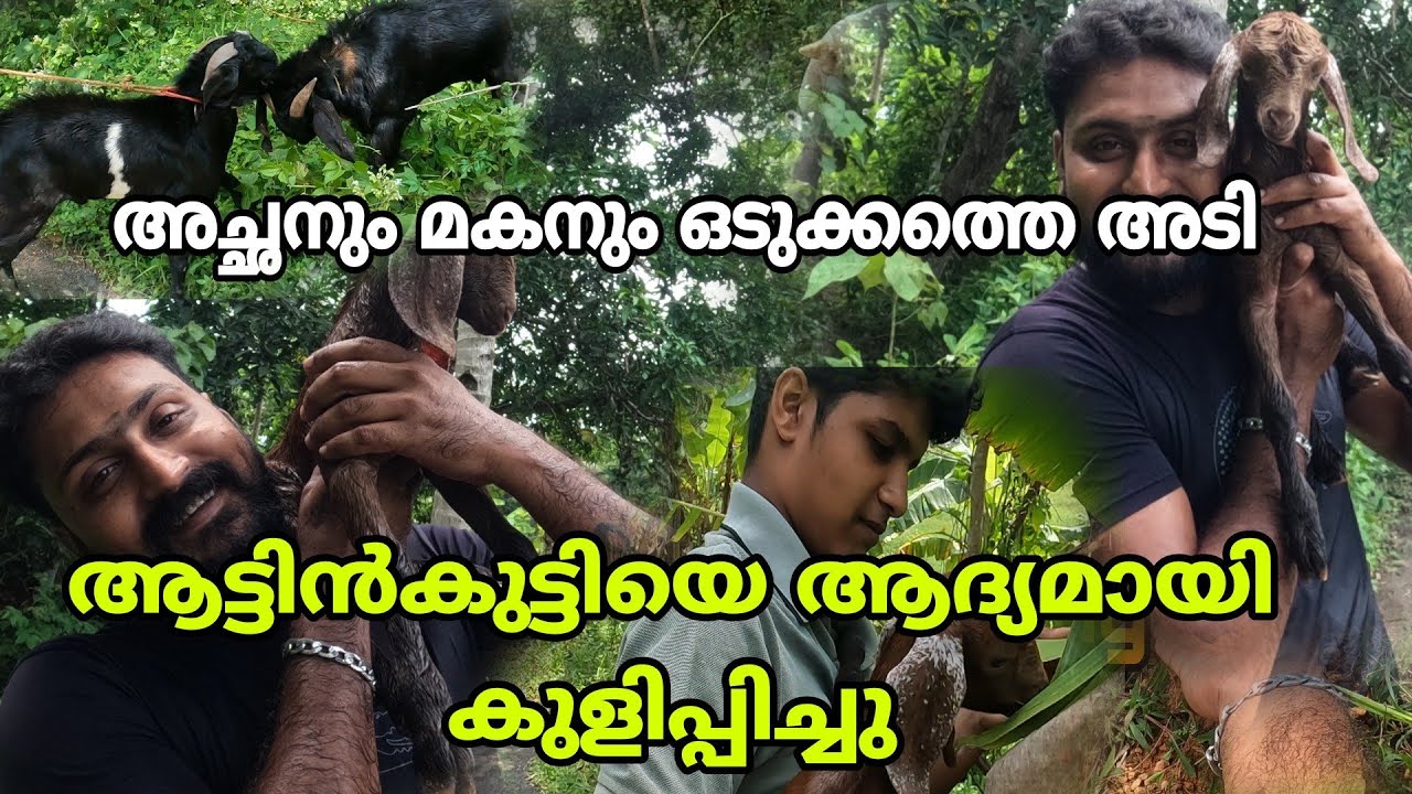 കണ്മണി.. ആദ്യമായിട്ട് കുളിച്ചു.. അച്ഛനും മകനും ഇപ്പോഴും വഴക്കാണ്. #keralafarming
