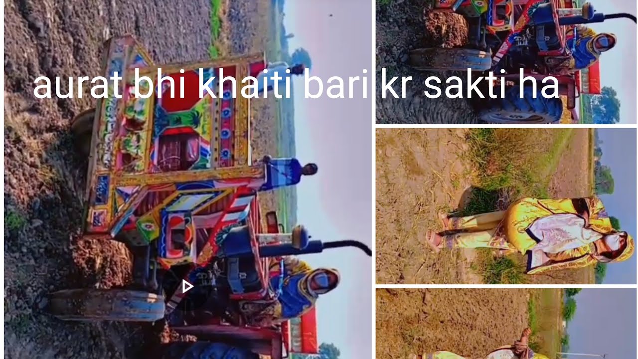 gandum ki kasht  aurat bhi gandum ki kasht kr sakti ha #gandumkikasht#gandum #wheate