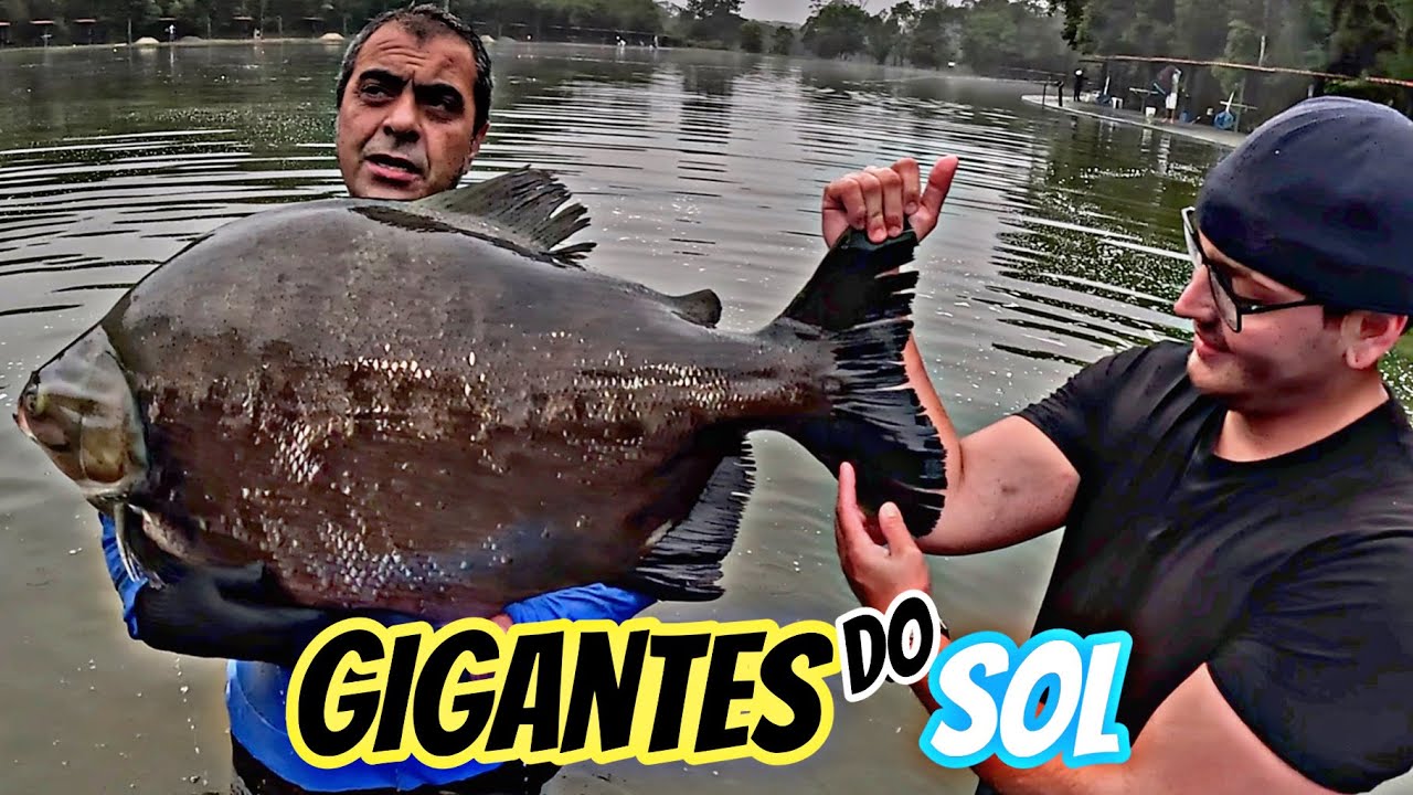 SOL PESCARIAS - Só gigantes - Soltura de 38 peixes, 7 acima de 30kgs!
