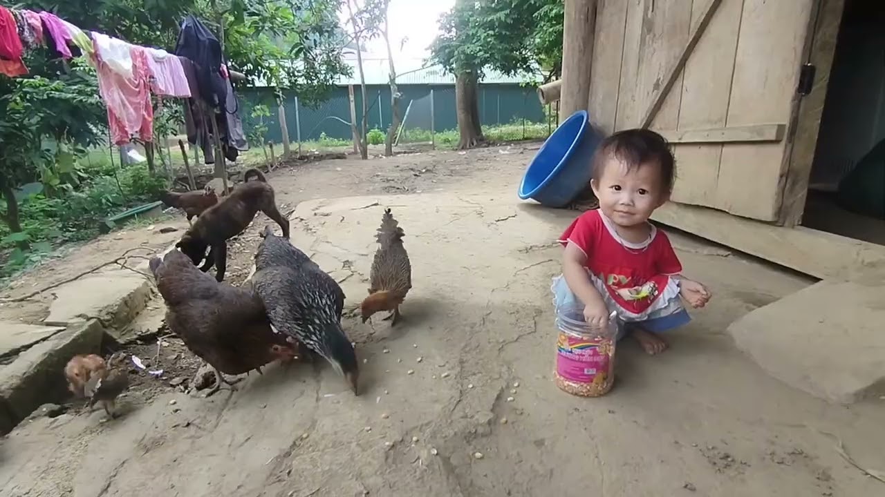 How to ferment corn and a meal of a baby in the Cao region.ly tu chau