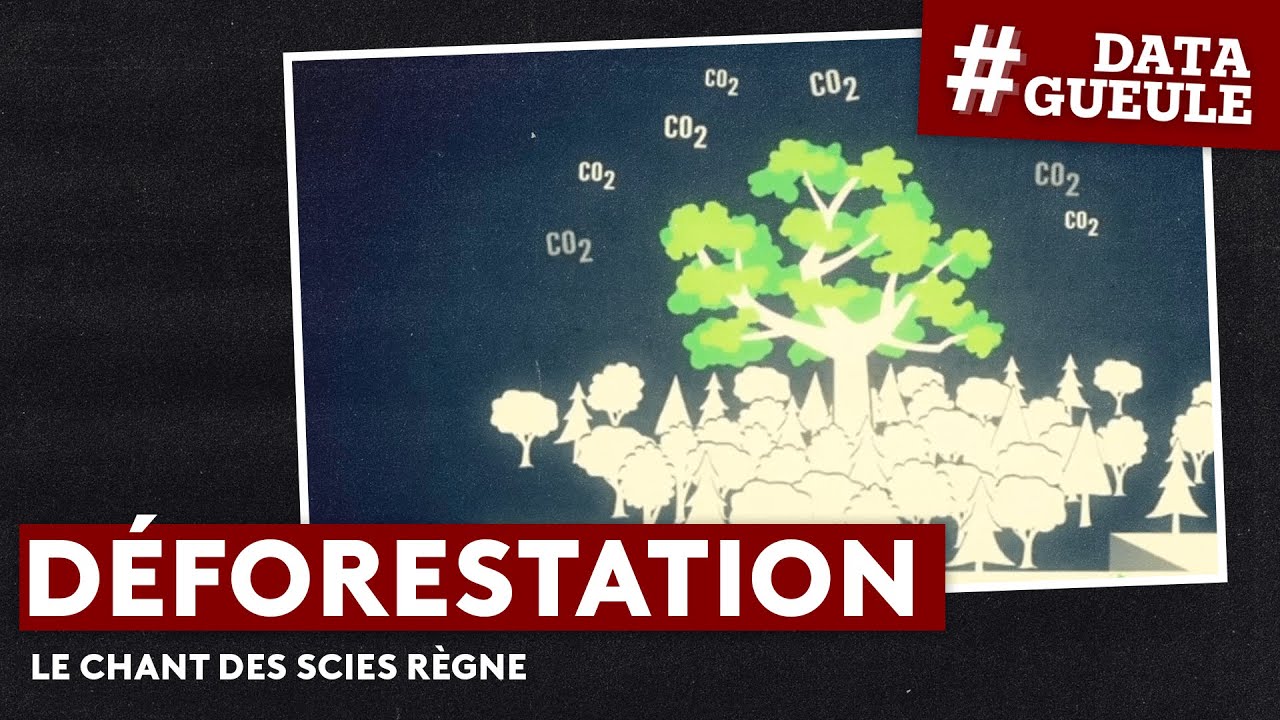 Déforestation : le chant des scies règne - #DATAGUEULE 53