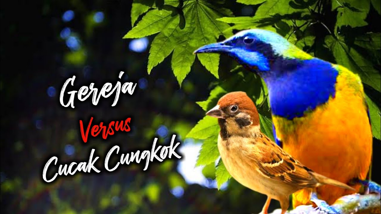 MASTERAN GEREJA TARUNG KOMBINASI CUCAK CUNGKOK