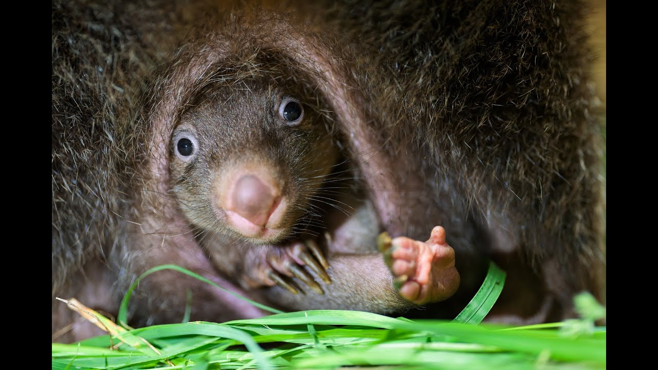 Exkluzivně: Mládě vombata v pražské zoo opustilo vak!