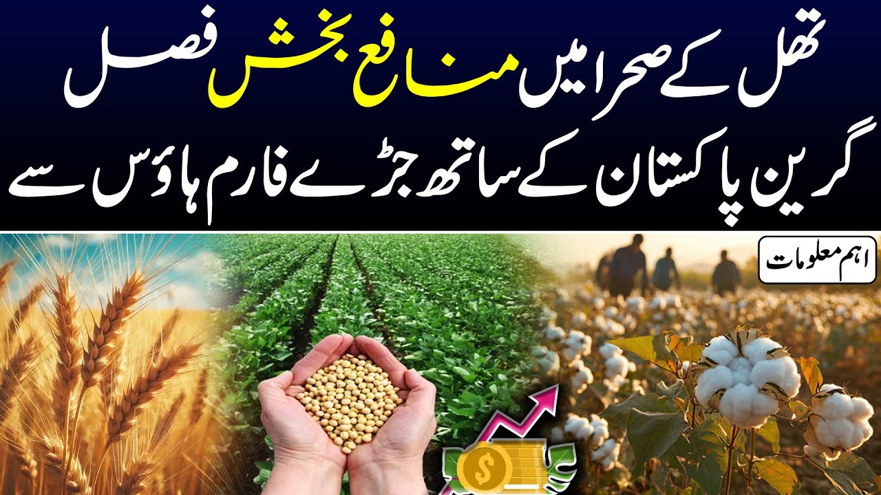 🌱 Profitable Crops in Thal Desert | Key Insights from Green Pakistan Farmhouse | Green Pakistan 🌱