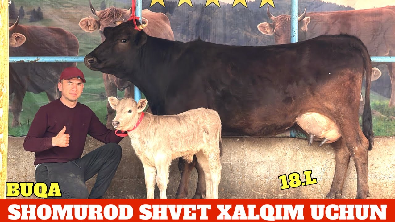 SHOMUROD SHVET XALQIM UCHUN⭐️BOLASI BUQA YOSH SIGIRLAR🔥NARXLAR XAMYONBOP😍