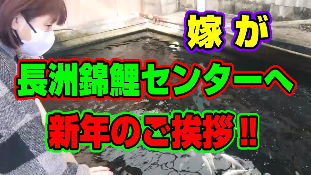 【汚池再生計画】『長洲錦鯉センター』へ　嫁が新年のご挨拶も兼ねて、錦鯉を仕入れに行く‼＃koipond#koi