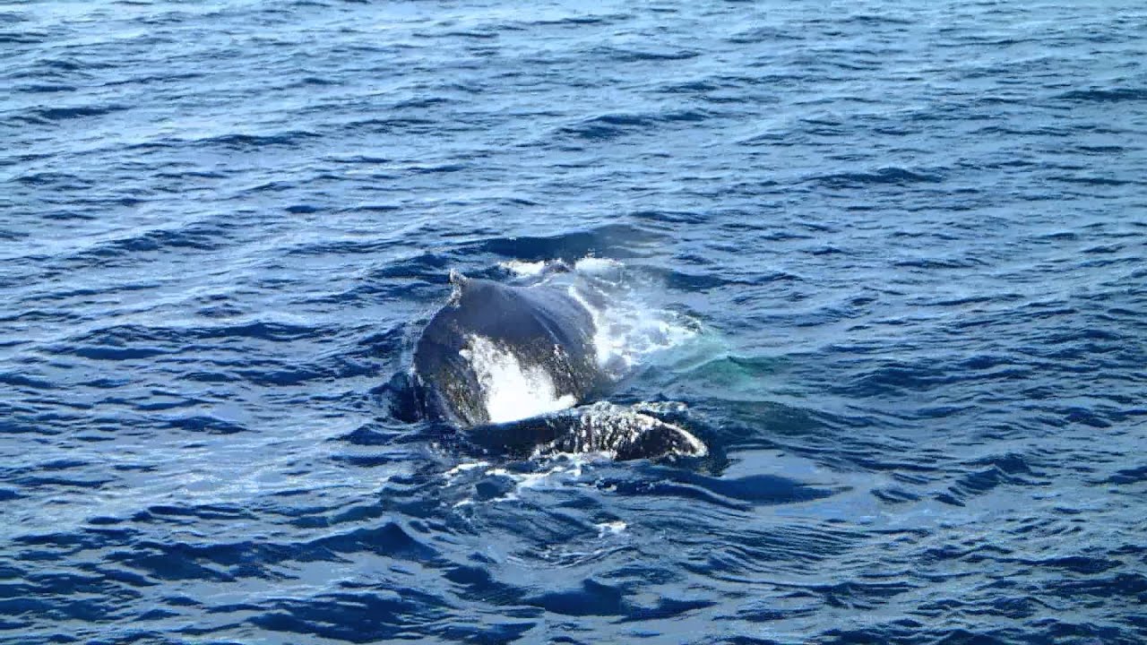 Humpback whale send-off, Dallmann Bay, Antarctica, January 2, 2014 (Part 2)