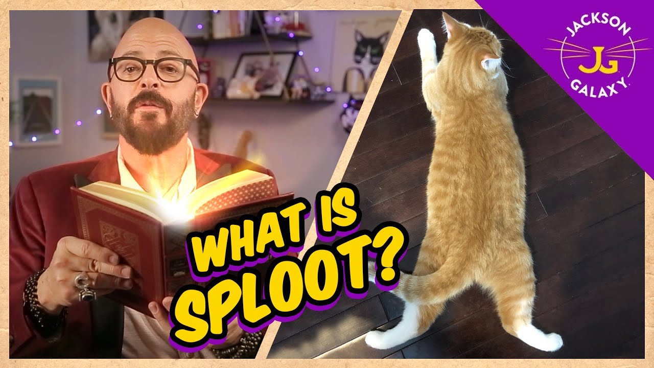 What is SPLOOT?