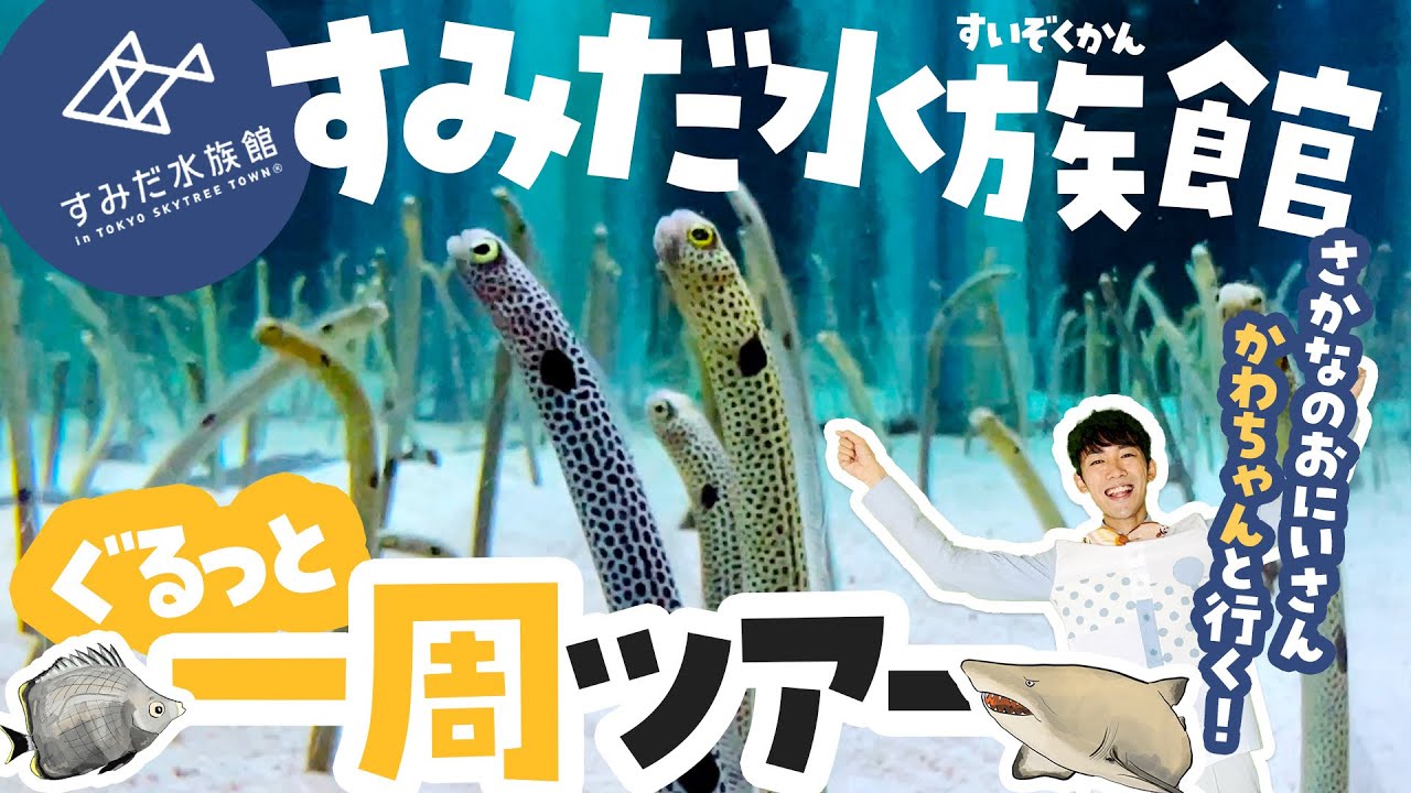 すみだ水族館行く前に見て！100倍楽しめる解説ツアー！〜東京観光・スカイツリー・アクアリウム〜