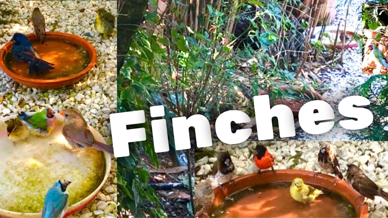 100+ Aviary Birds in LARGE outdoor FINCH Aviary