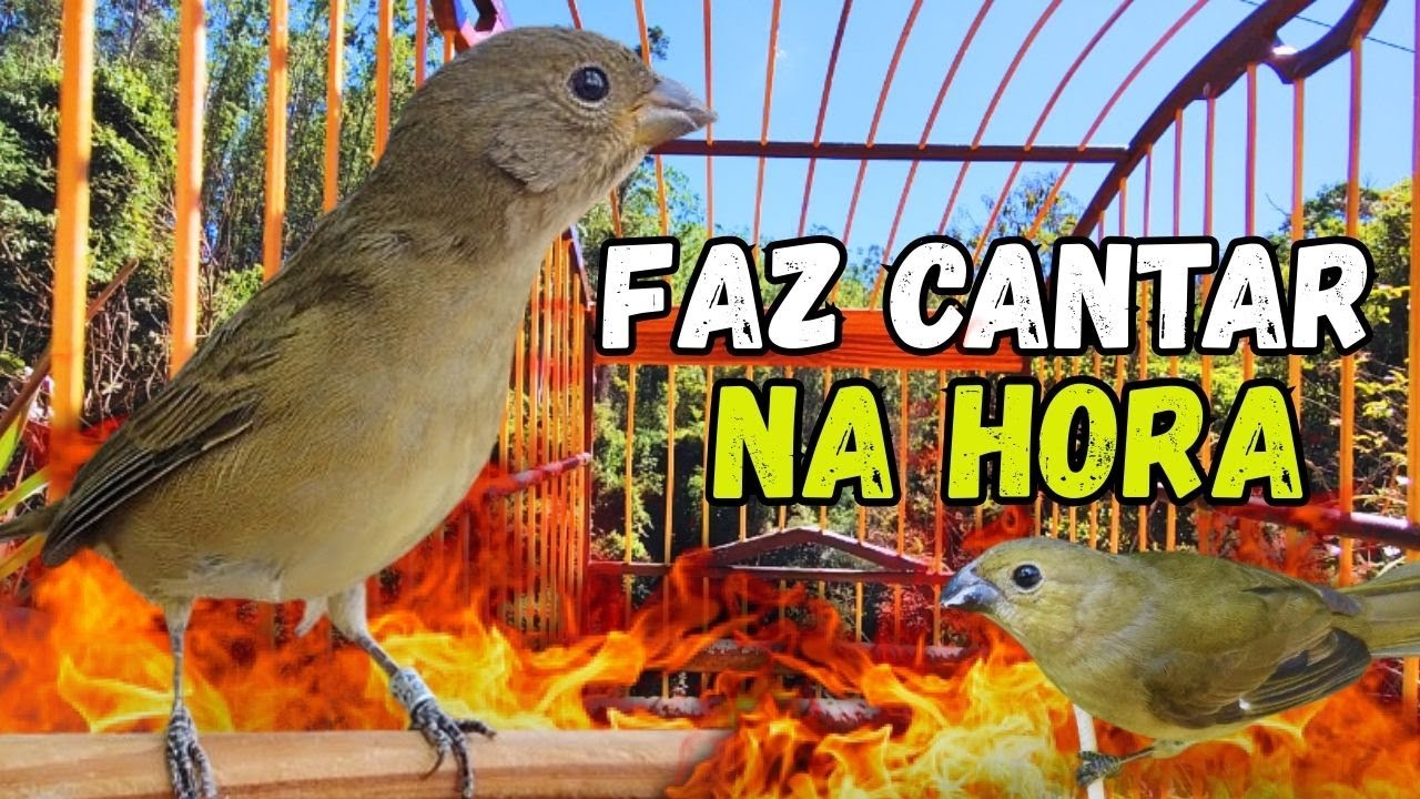 Melhor Piado de fêmea de papa capim para Foguear Papa capim tui tui Com Piado de fêmea de papa capim