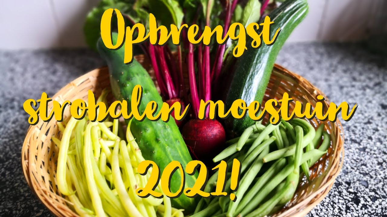 Opbrengst strobalen moestuin 2021! En smaken groenten hetzelfde als 'gewoon' gekweekte groenten?