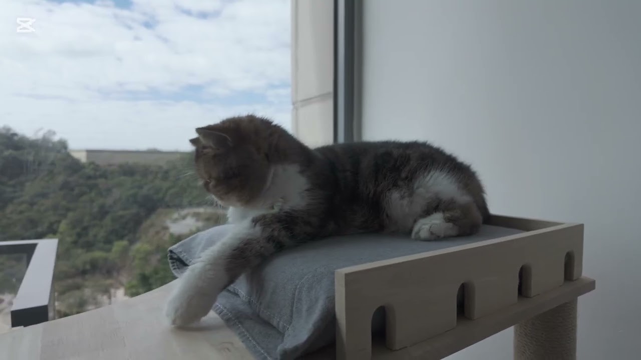 15-Year-Old Sparklie’s Lazy Afternoon (Plus a Little Background Chaos) 🐈‍⬛