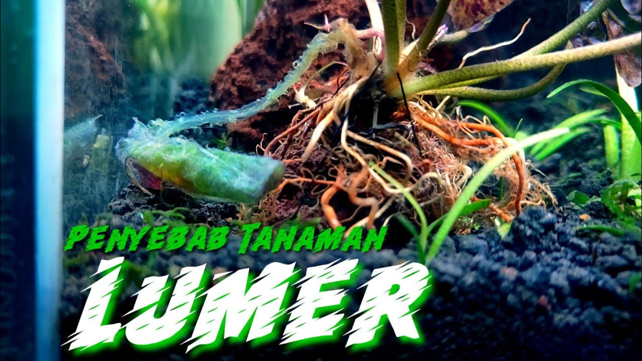 PENYEBAB TANAMAN AQUASCAPE MELTING ATAU LAYU (LUMER)