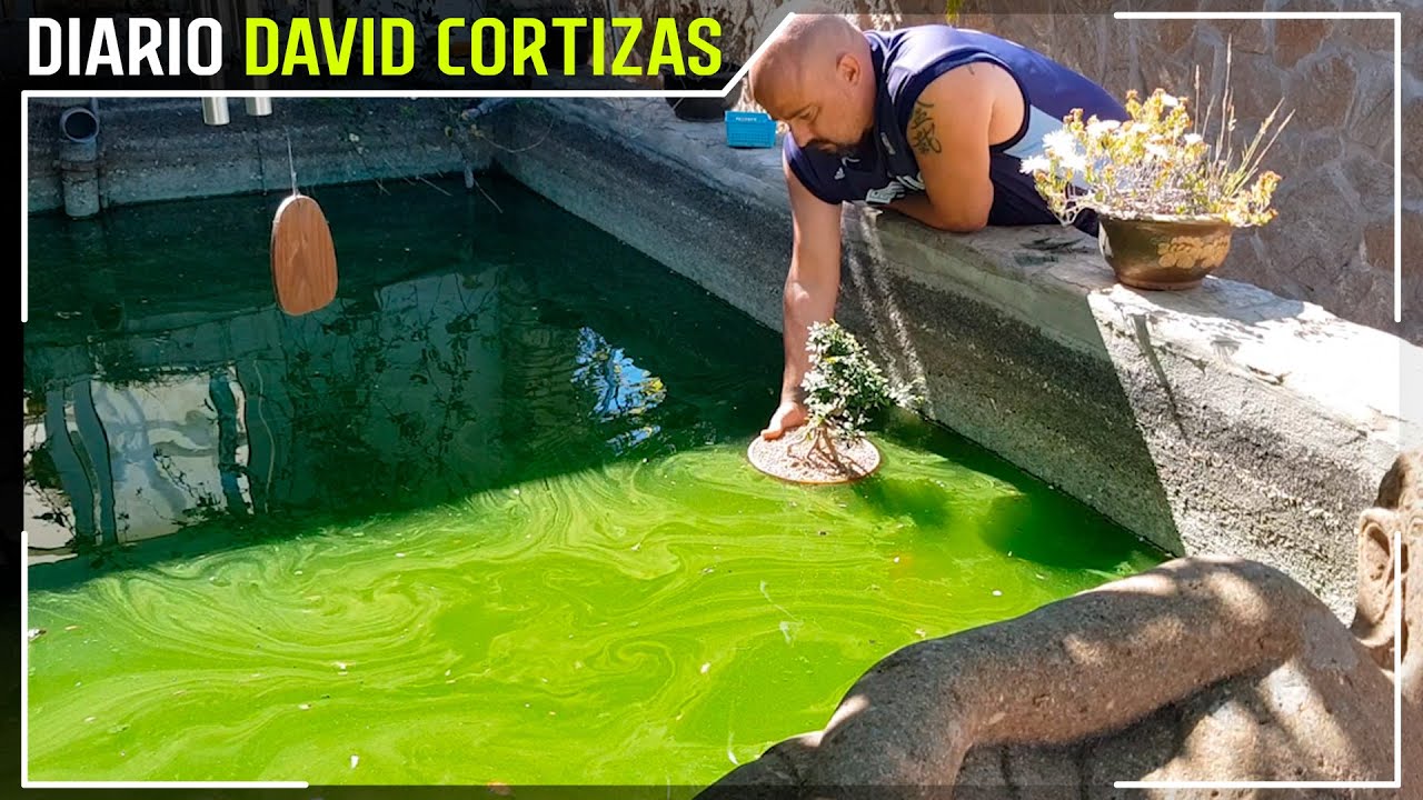 Trasplante de bonsai OLMO NEAGARI (Ra&iacute;ces expuestas) - David Cortizas Diario - 26/5/25