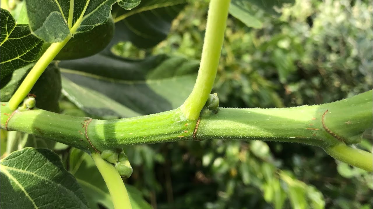 Fig pruning to encourage correct growth for breba fig production on varieties such as brown turkey