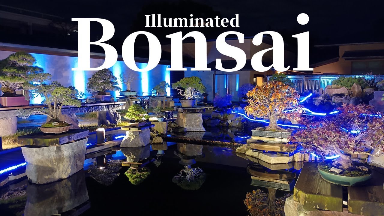 貴重❗️夜の盆栽⭐️Illuminated bonsai【期間限定ライトアップイベント／Limited-Time Illumination Event.】